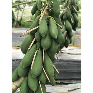 木瓜