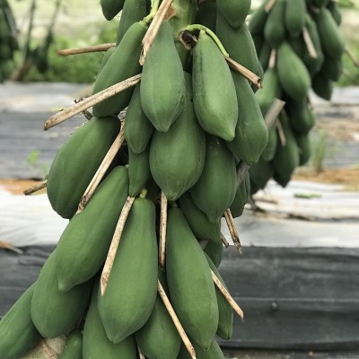木瓜