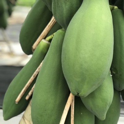 木瓜