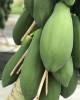 木瓜