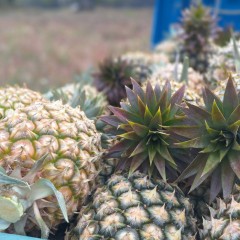 台灣鳳梨的甘甜人情味